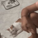 냥스터치 이미지
