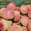 영순농장 이미지