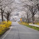 경희식당1호점 | 경희대 벚꽃 캠퍼스 명소 소개 2026년 실시간 개화 현황 정리