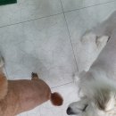 독앤걸즈 이미지