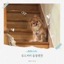 골드퍼피동물병원 공릉점 | [서울/노원구] 공릉동 동물병원 추천, 골드퍼피동물병원 공릉점에서 모리 강아지 백신 맞고 온 날 (ft...