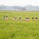 군산꽁보리 이미지