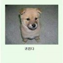 피식
