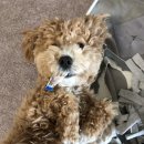 이뿌개 귀엽개 이미지