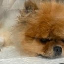 보경동물병원 이미지