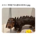 예던 | 노잼 3월 중 힐링 한 번