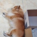 송악 동물병원 이미지