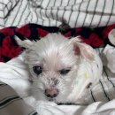 파리스동물병원 이미지