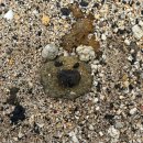 제주궁전 | 제주 동쪽 여행하다 궁전으로 갈까말까