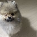 몽주르 이미지