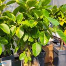 강가농장 이미지