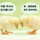 썸머버튼 이미지