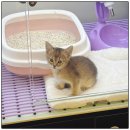 반하다펫 이미지