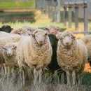 정도태양광발전소 이미지