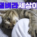 파스타부오노 이미지