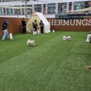 에르멍스 이미지