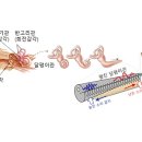 [붓다와 뇌과학]30. 귀의 알음알이[耳識] / 문일수 교수 이미지