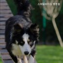 스마일보이짐 네이버블로그