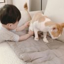 봄봄냥 이미지