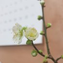 [20190327] 충북 단양 한드미 체험마을 농촌유학 초등13기 - 매화꽃 필무렵, 한드미농촌유학 꿈나무들의 수요일 이미지