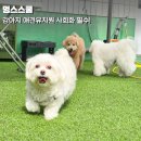 가야유치원 | 수원 애견유치원 멍스스쿨 소심한 강아지 사회화 훈련 방문 후기