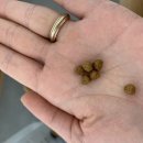 둔지축산 | 강아지 퍼피사료 추천 눈물자국 예방