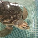 거북축산 이미지