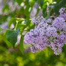 수수꽃다리 이미지