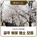 제민천1길 | 공주 벚꽃 명소 제민천1길·황새바위순교성지, 지금 만개 절정 실시간 후기