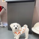 똥꼬 발랄 펫샵 이미지