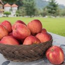 사과밭스테이 이미지