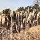 천록(아) 이미지