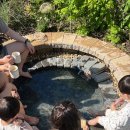 파파어부 이미지