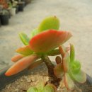 6월 18일(화요일)-오늘의 상품은 홍매화입니다.^^ 이미지