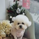 빠몽(PAWMONG) 이미지