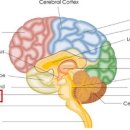 냥이의꿈 이미지