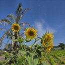 낙천리경로당 이미지