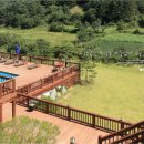 양평애견택시 이미지