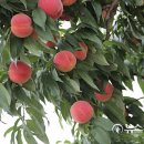 한석수농장 이미지