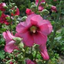 접시꽃민박 이미지