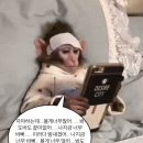 방이동 한식요리주점 애견동반 조조모모 방문 솔직후기