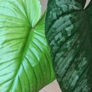 소소한 행복 초록일기 이미지