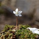 매혹적인 꽃향기 속에서(489) – (수리산)변산바람꽃 이미지