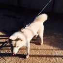 순수진돗개 이미지