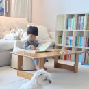 주니베베 | 베베코알라 전집 당근 vs 새책 가격 18개월 아들 후기