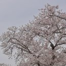 만기네집 | 2026 경주 벚꽃 실시간 후기 만기 예상시기 cctv 개화현황