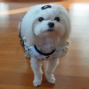 애견&만들기 이미지