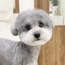 바림 펫그루밍샵 이미지