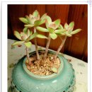 골든뷰티 이미지