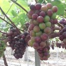 용바위농장 이미지